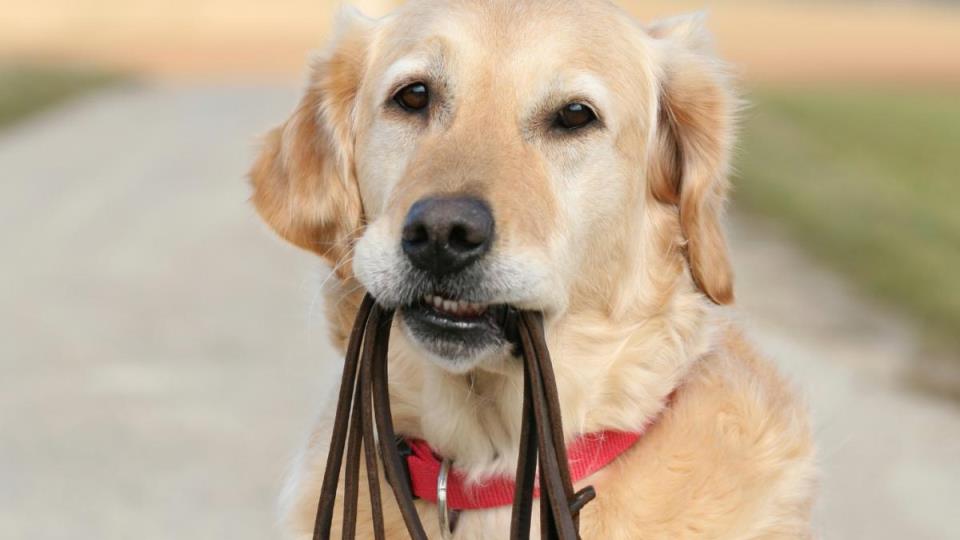 Lenkje til artikkel: Hund har angrepet sau på beite